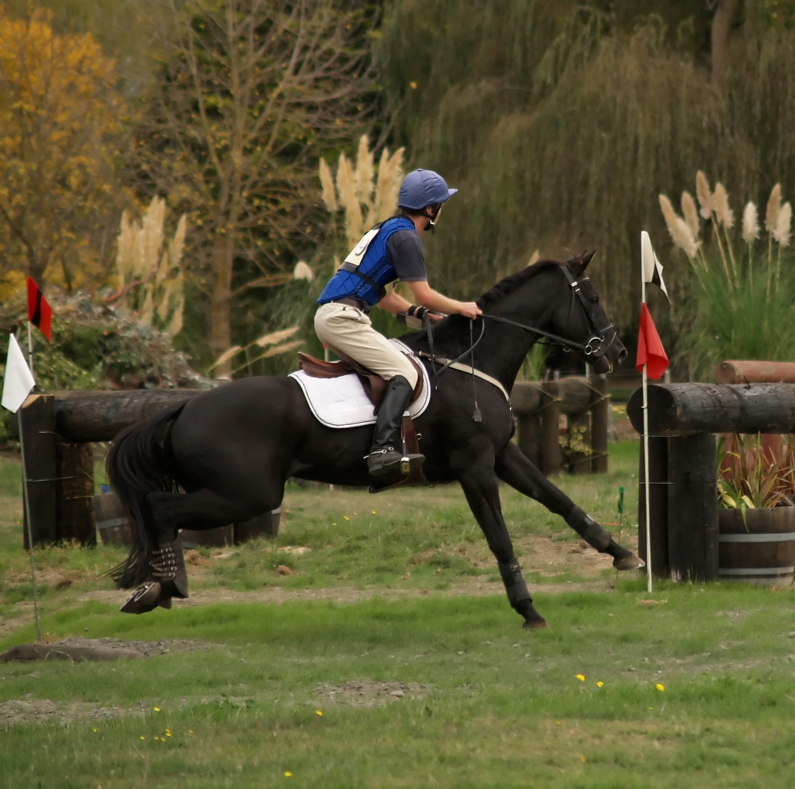 Horse bits for eventing SJ, XC, dressage Worldwide Tack Worldwide